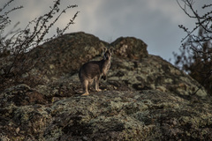Osphranter robustus robustus
