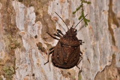Platycoris bipunctatus