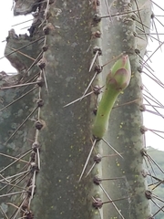 Cereus stenogonus
