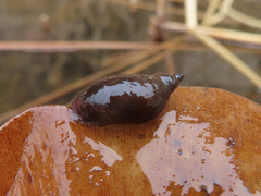 Pseudosuccinea columella