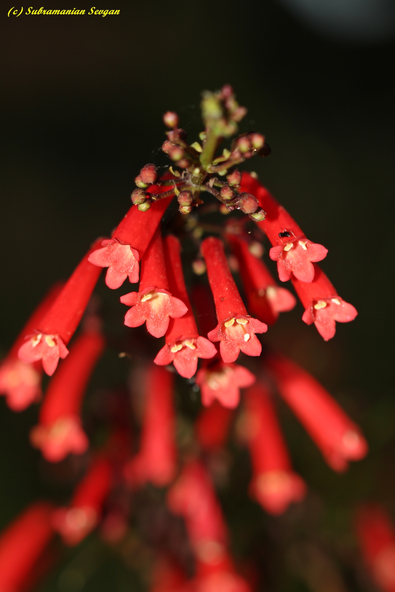 Russelia