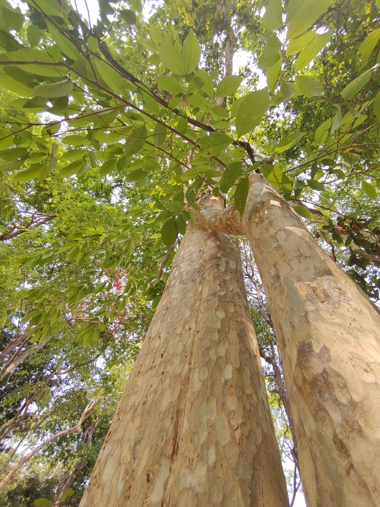 Bằng lăng trắng – Lagerstroemia calyculata