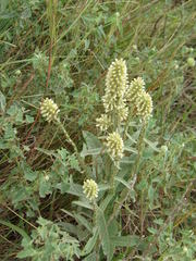 Pterocaulon alopecuroides