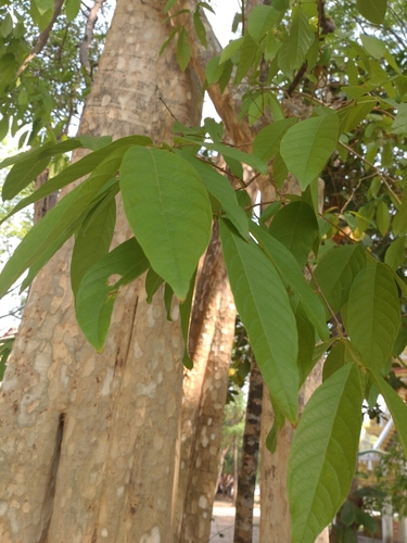 Image of Lagerstroemia calyculata by (c) Utain Pummarin, some rights reserved (CC BY)