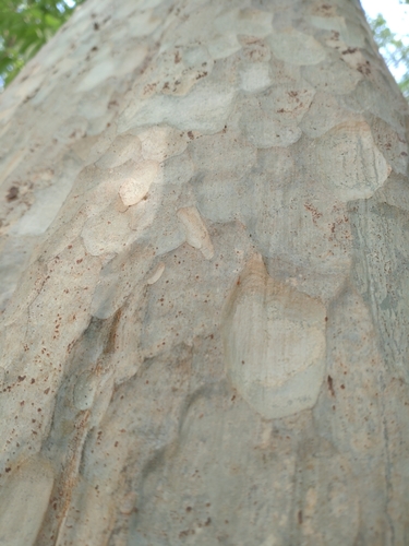 Image of Lagerstroemia calyculata by (c) Utain Pummarin, some rights reserved (CC BY)