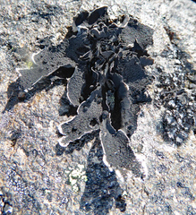 Umbilicaria hyperborea