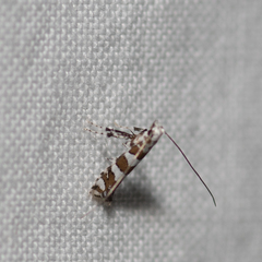 Acrocercops chionosema