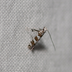 Acrocercops chionosema
