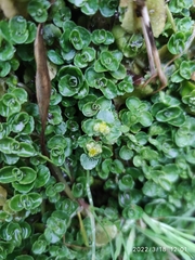 Chrysosplenium oppositifolium