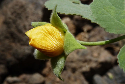 Abutilon pannosum image