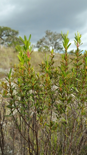 Anthospermum isaloense image