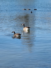 Branta canadensis