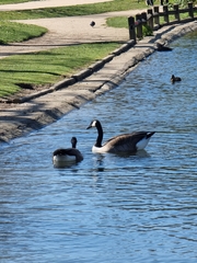 Branta canadensis