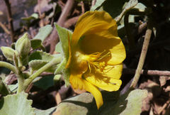 Image of Abutilon pannosum