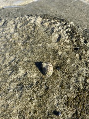Nerita versicolor
