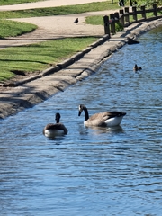 Branta canadensis