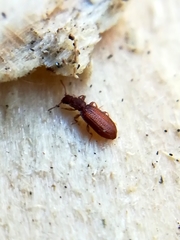 Dienerella elongata