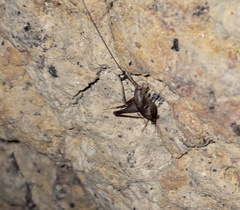 Atachycines apicalis apicalis