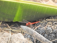 Crocothemis servilia