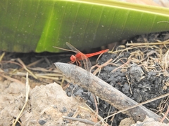 Crocothemis servilia