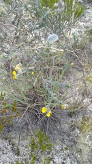 Crotalaria diosmifolia image