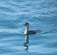 Phalacrocorax capillatus