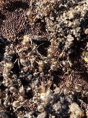 Lasius