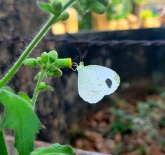 Leptosia nina