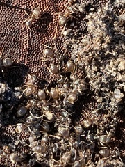 Lasius