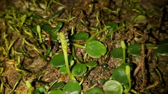 Peperomia bangroana