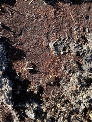 Lasius