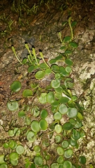Peperomia bangroana