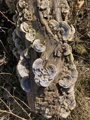 Trametes versicolor