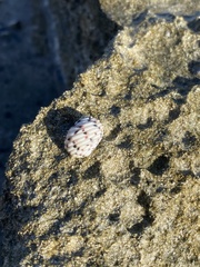 Nerita peloronta