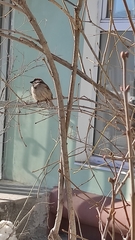 Passer domesticus