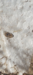 Coccinella undecimpunctata