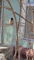 Passer domesticus