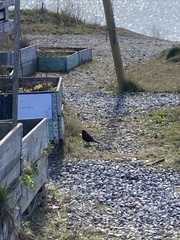 Turdus merula