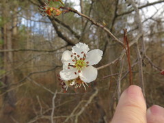 Crataegus opaca