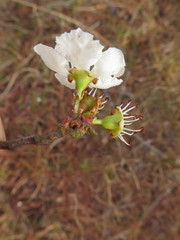 Crataegus opaca