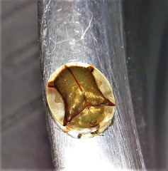 Aspidimorpha quadriremis