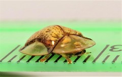 Aspidimorpha quadriremis