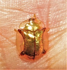 Aspidimorpha quadriremis