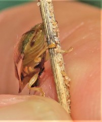 Aspidimorpha quadriremis