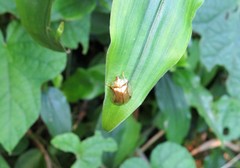 Aspidimorpha quadriremis