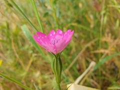 Eudianthe coeli-rosa