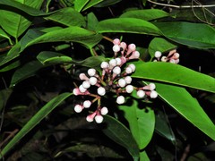 Syzygium pycnanthum