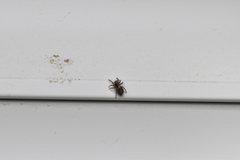 Pseudeuophrys lanigera