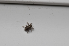 Pseudeuophrys lanigera