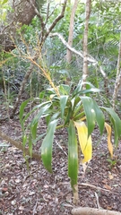 Dracaena aletriformis